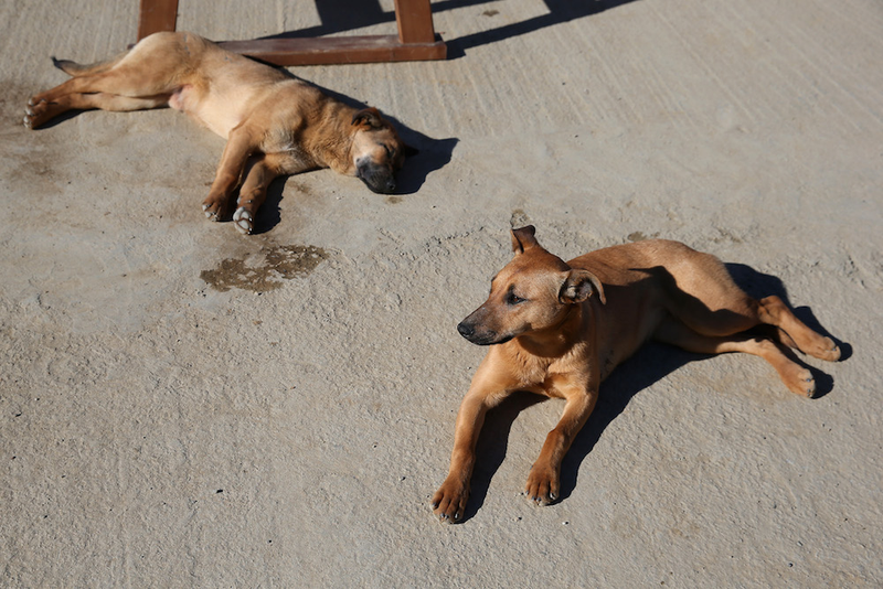 Illustration for article titled The Dogs Of Sochi